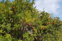 Tour Karaburun