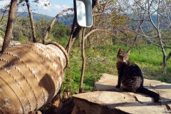 Birgi - Katze
