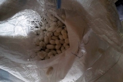 Seidenkokons