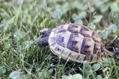 Schildkröte