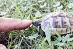 Schildkröte
