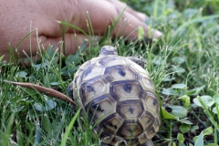 Schildkröte