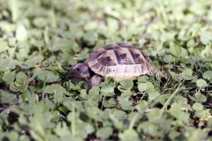 Schildkröte