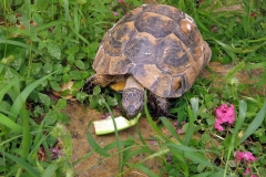 Schildkröte